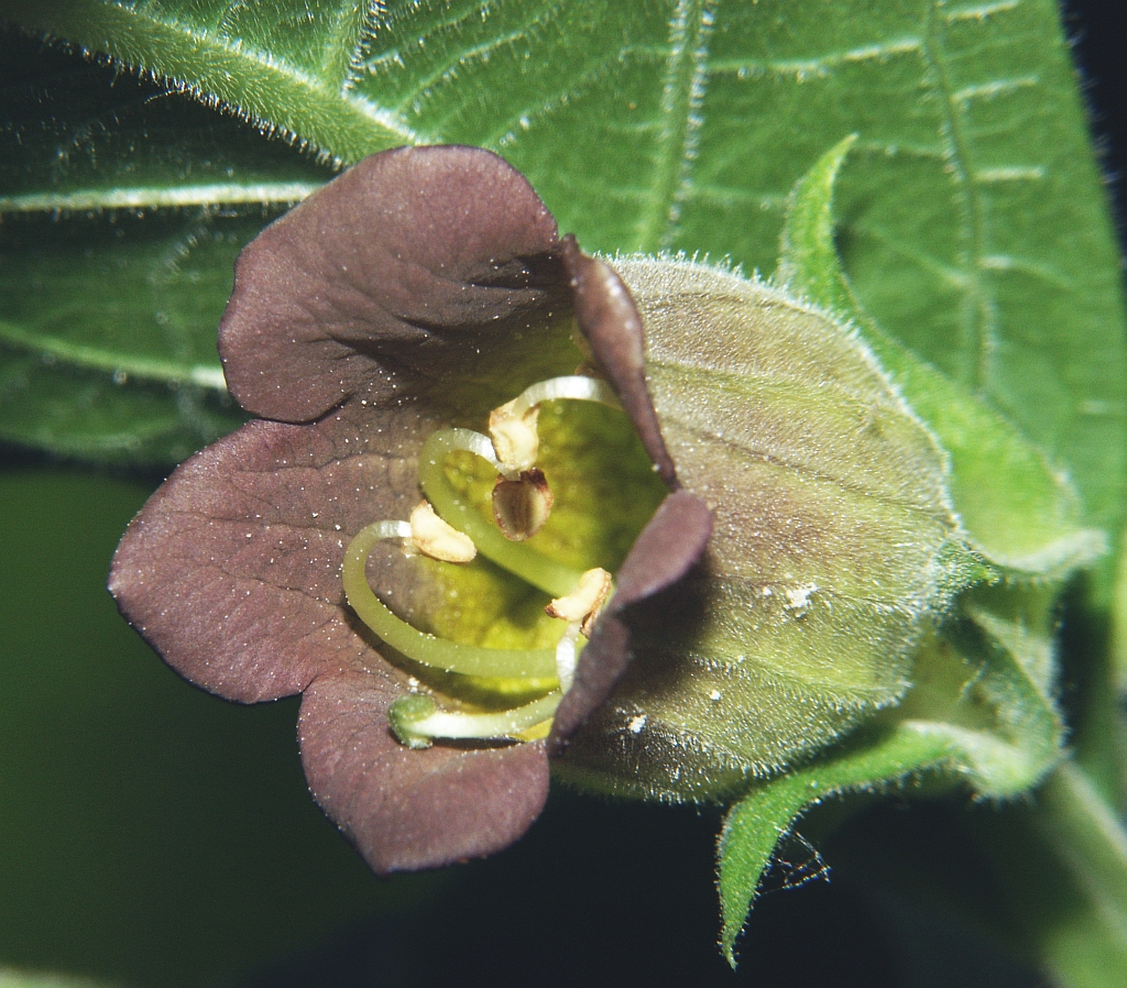 Foto em close da flor da planta beladona