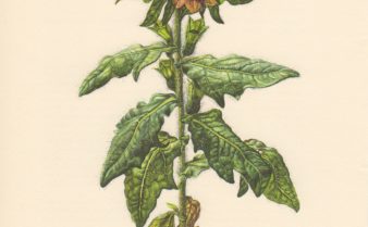 Ilustração botânica da planta meimendro