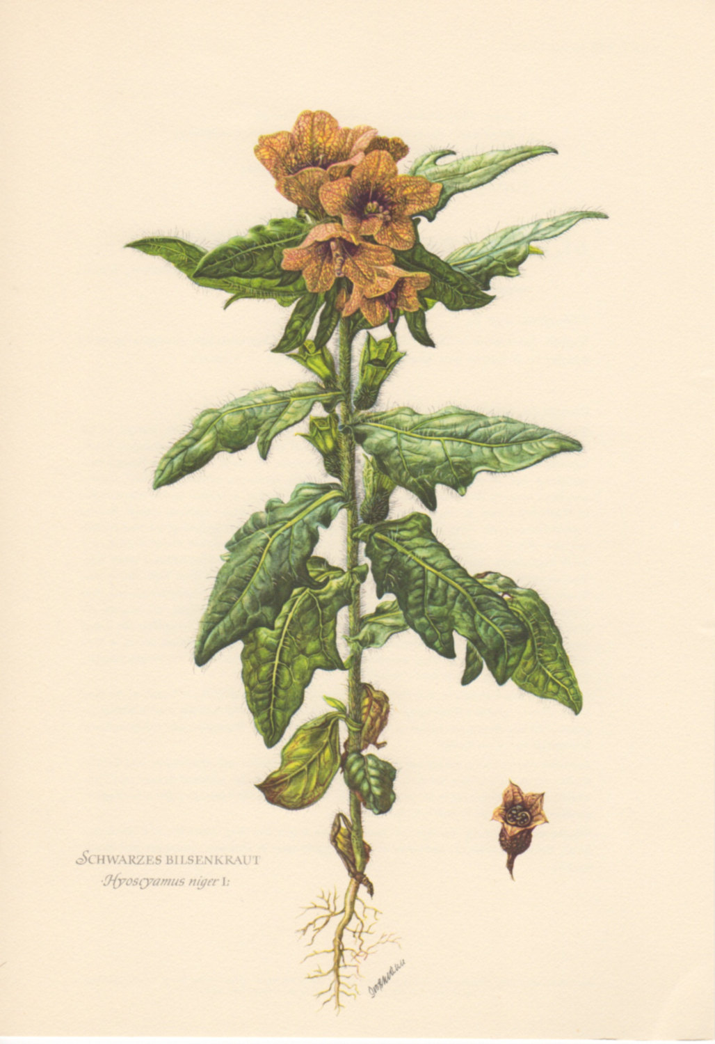 Ilustração botânica da planta meimendro