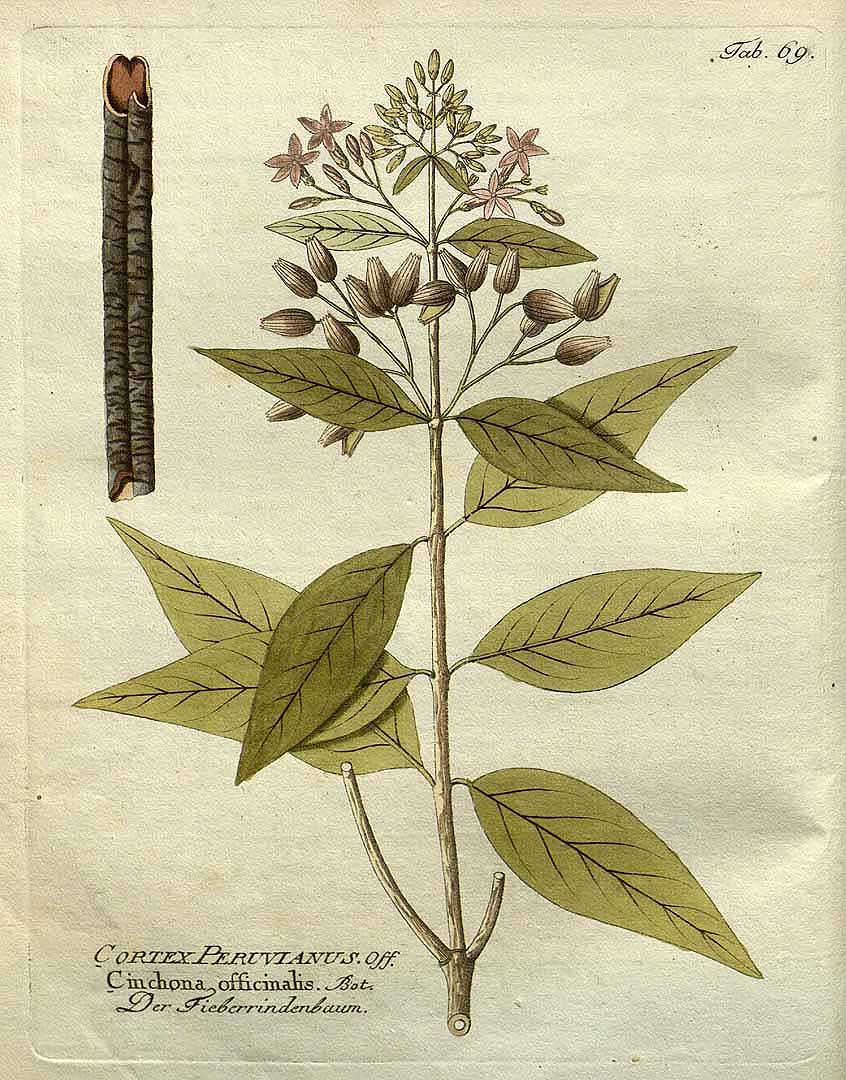 Ilustração botânica da planta quina