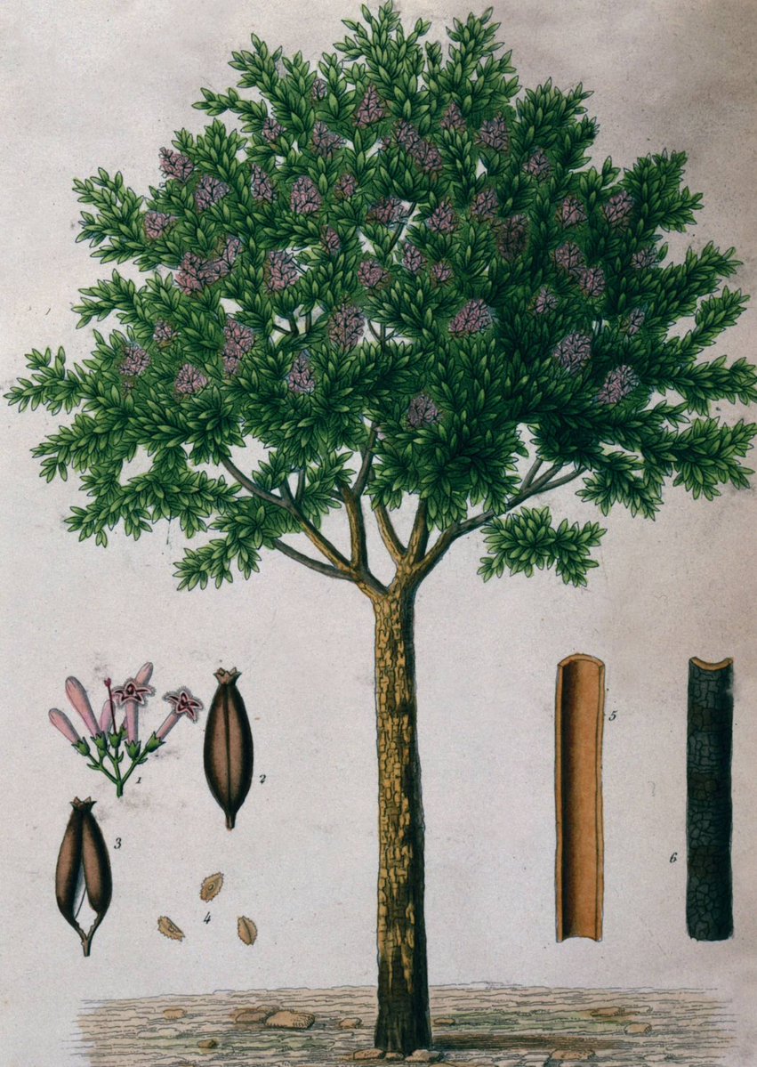 Ilustração botânica da árvore da planta quina