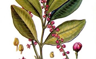 Ilustração botânica da planta de jaborandi