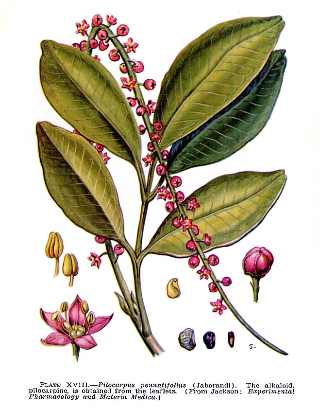 Ilustração botânica da planta de jaborandi