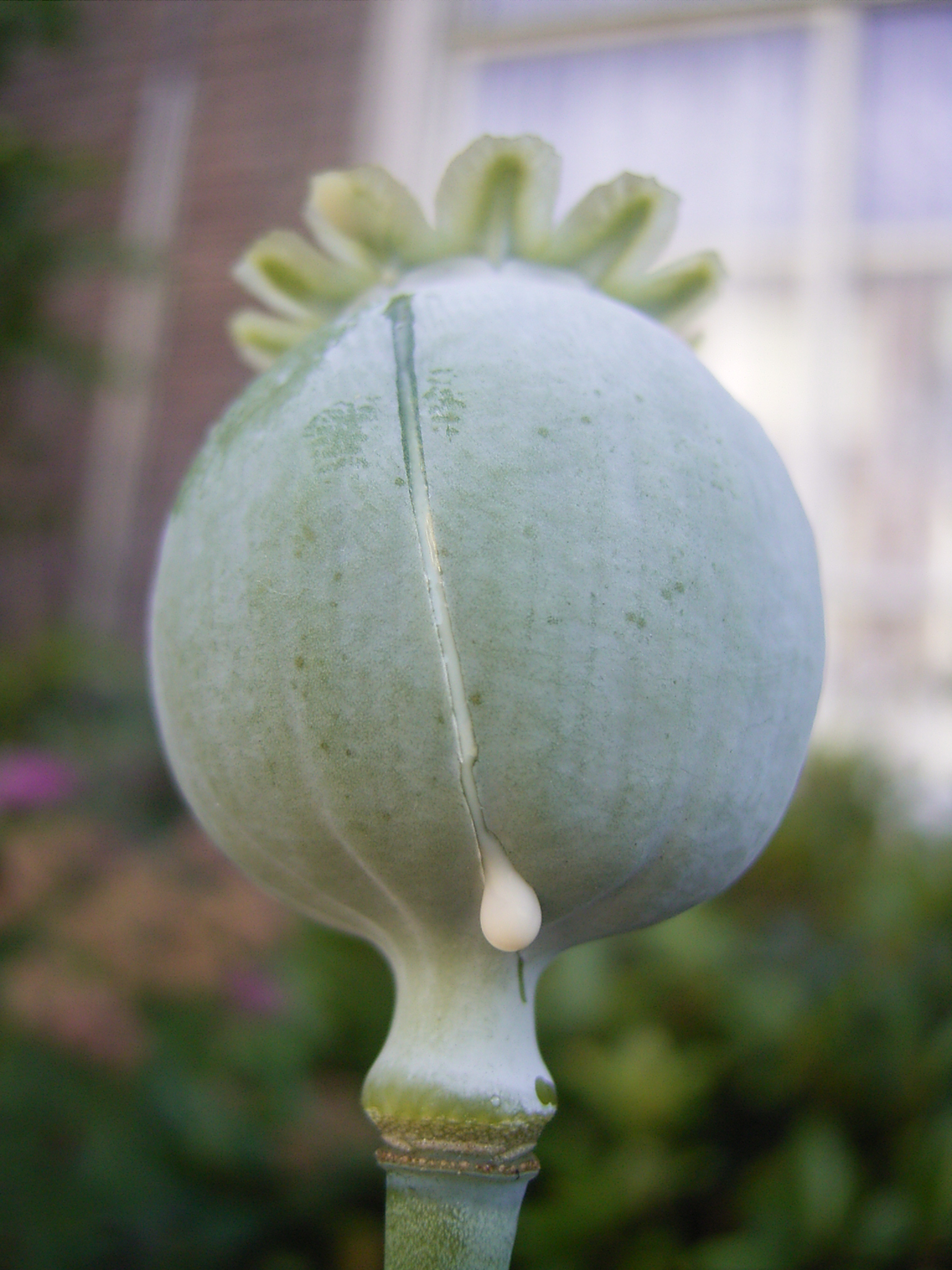 Foto em close do fruto da planta papoula. Ele está com um corte superficial e sai uma gota branca dele.