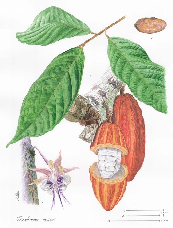 Ilustração botânica do fruto do cacau