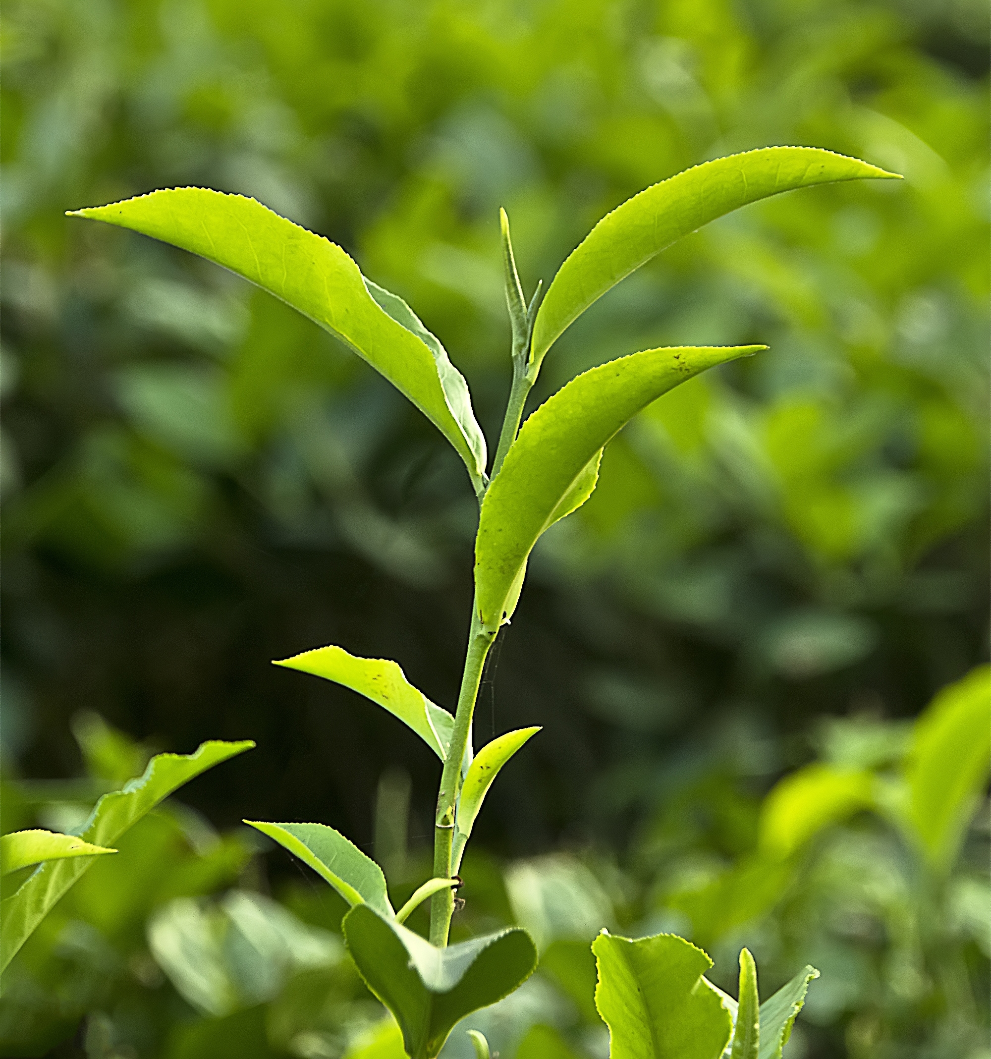 Foto de folhas da planta chá-da-índia