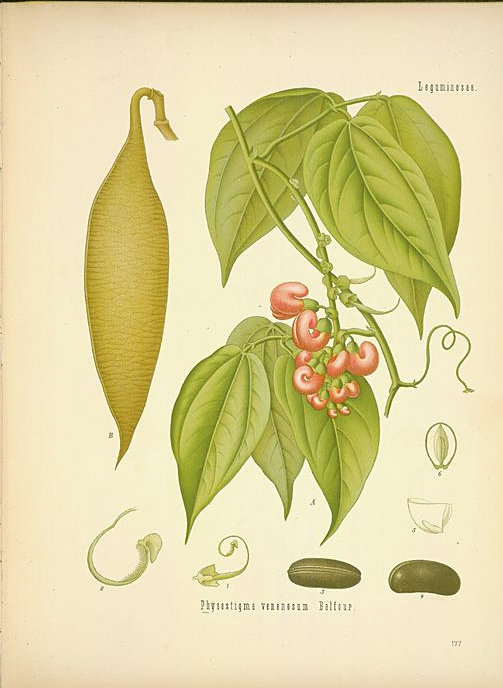 Ilustração botânica da planta Fava-de-calabar