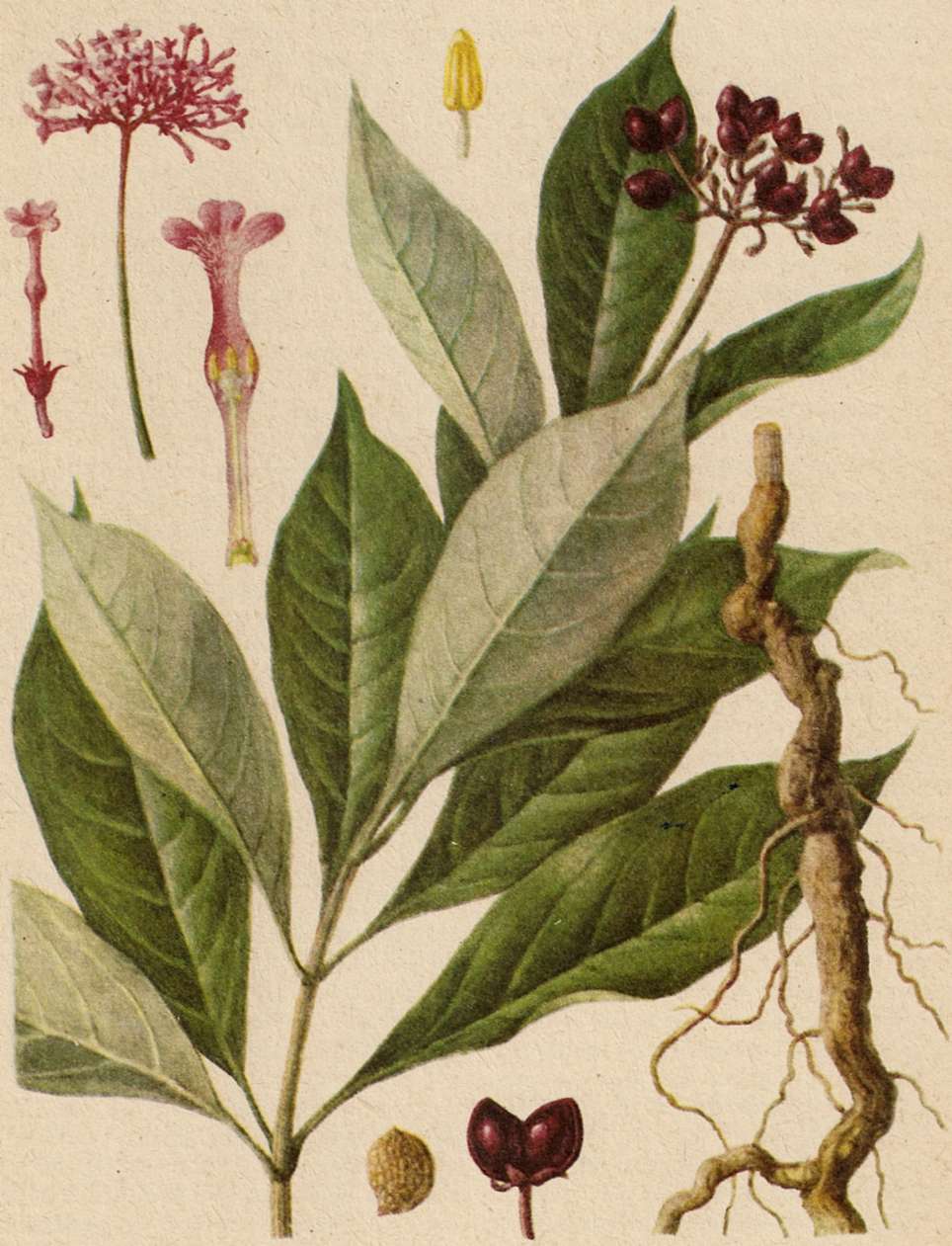 Ilustração botânica da planta rauvólfia