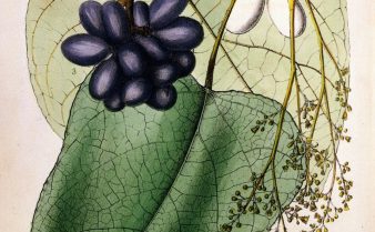 Ilustração botânica da planta uva da serra