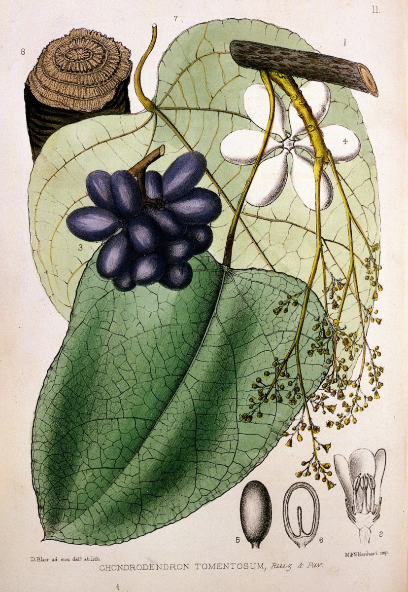 Ilustração botânica da planta uva da serra