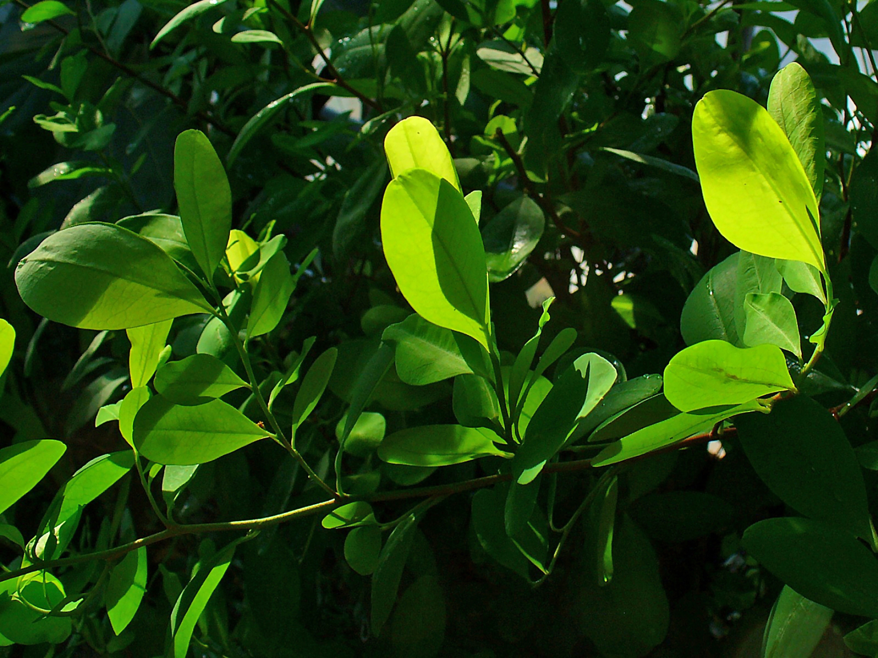 Foto de um ramo de folhas de planta coca