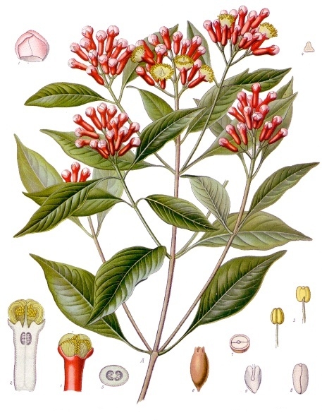 Ilustração botânica da planta cravo da Índia