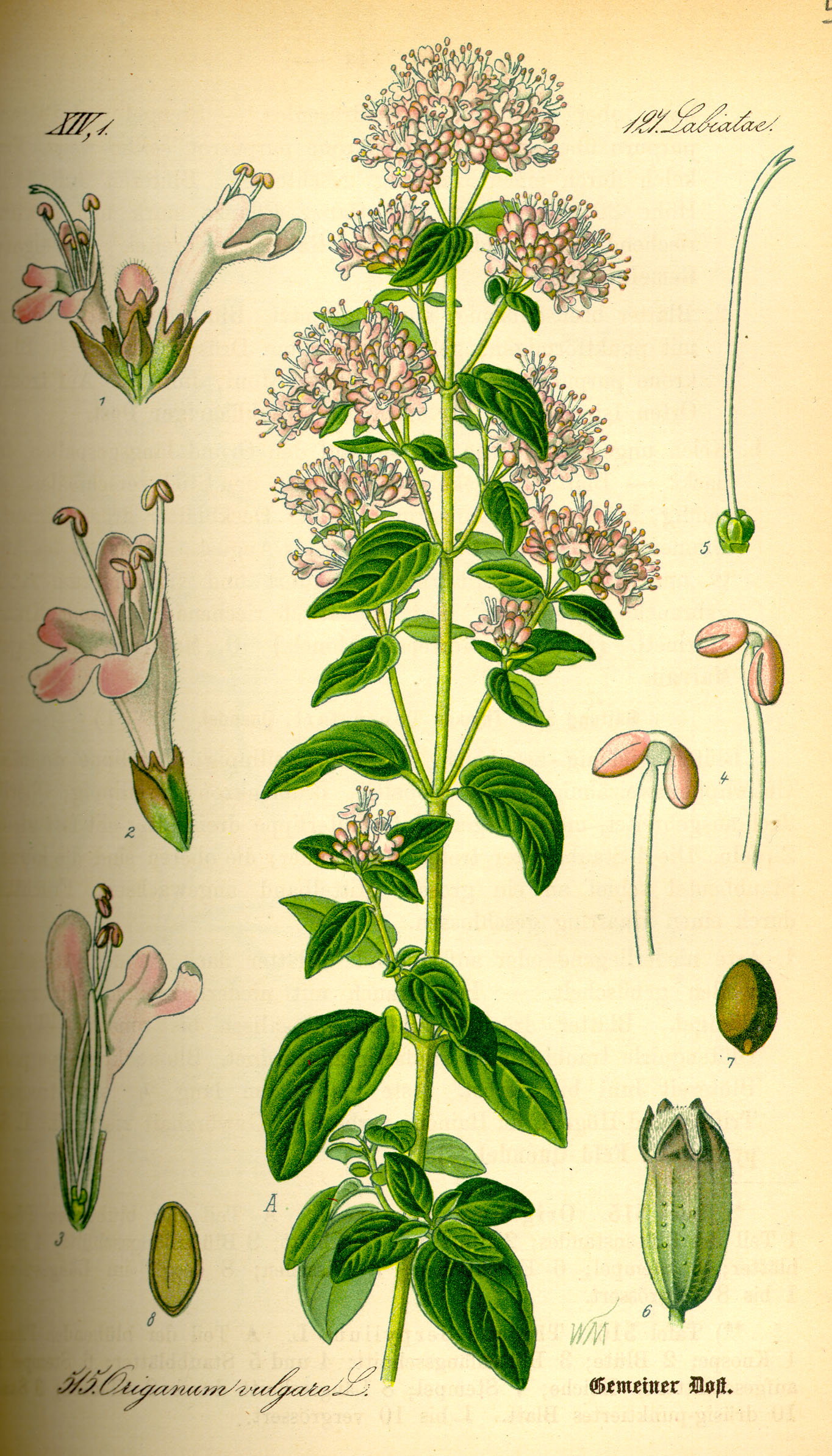 Ilustração botânica do orégano