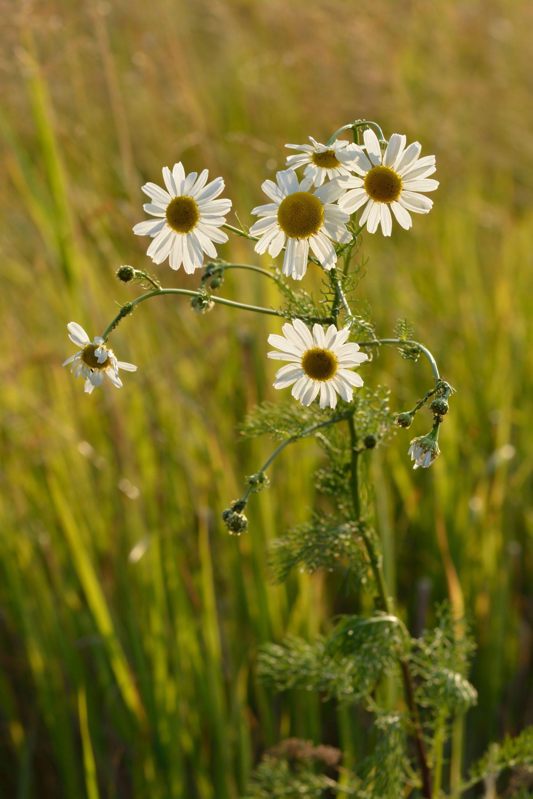 Foto de flores de camomila em um campo