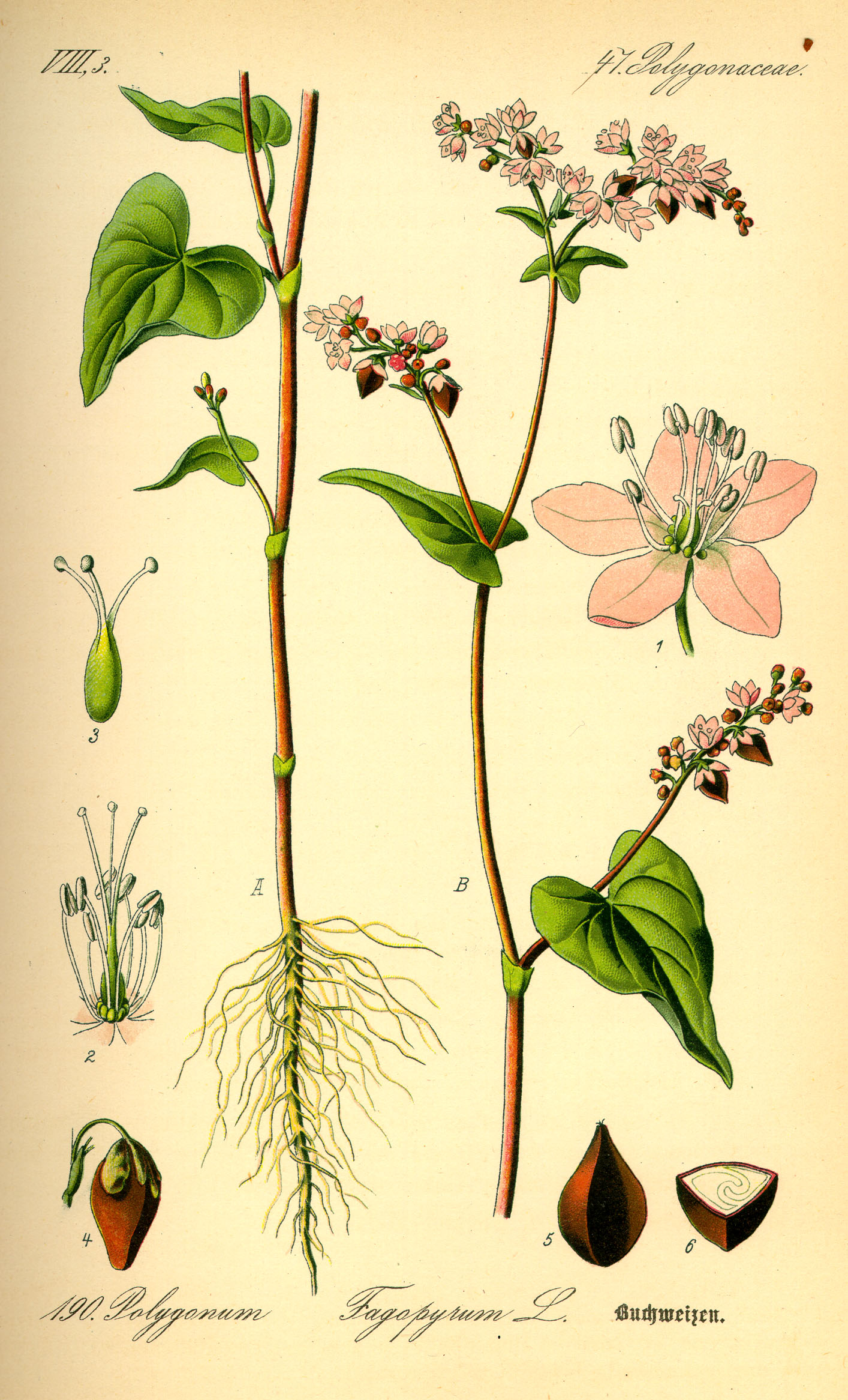 Ilustração botânica da planta trigo sarraceno