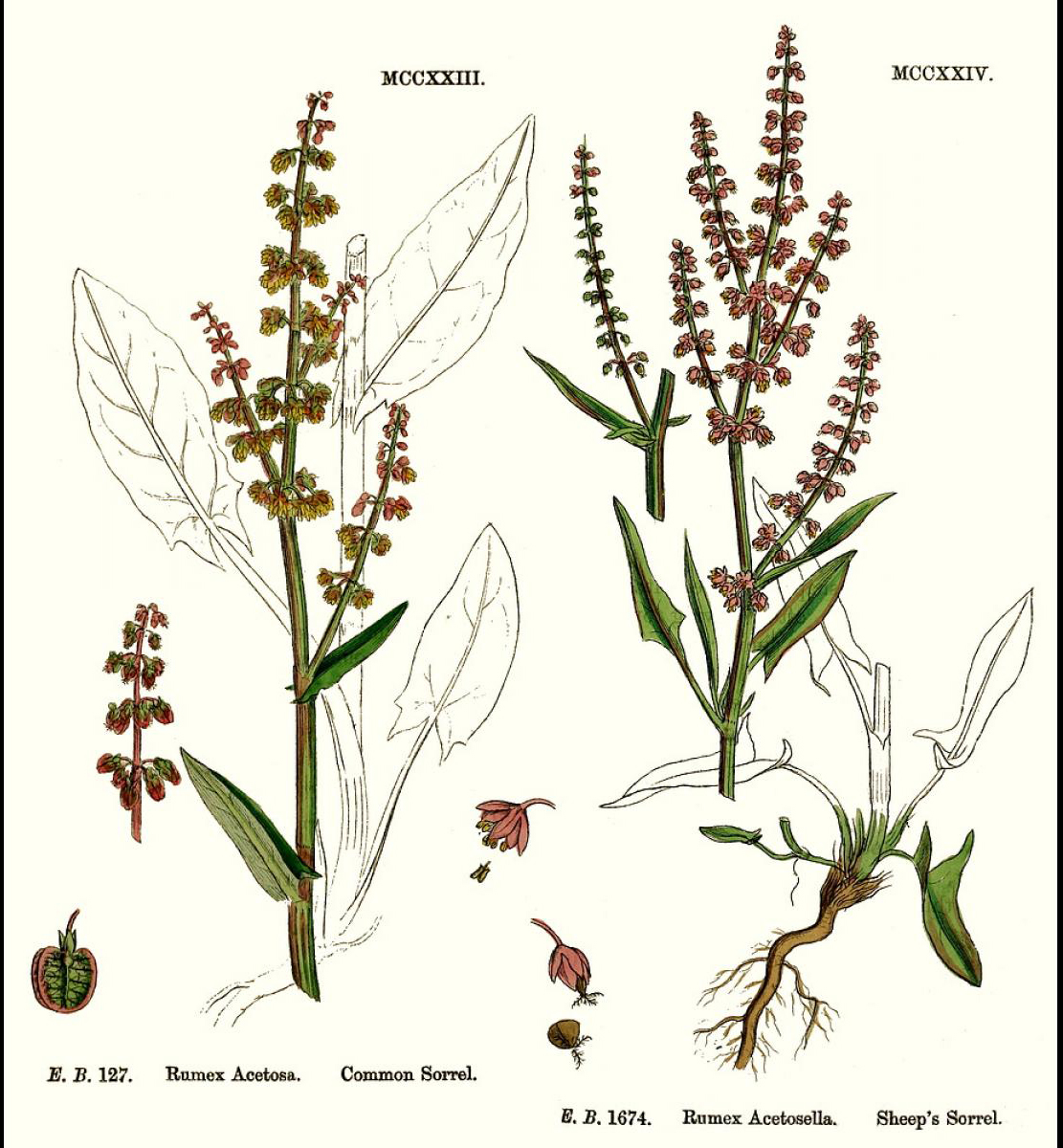 Ilustração botânica da planta azedinha