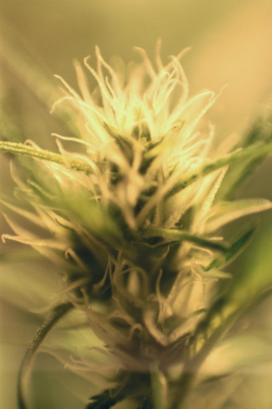 Foto em close de uma flor de cânhamo
