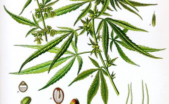 Ilustração botânica da planta cânhamo
