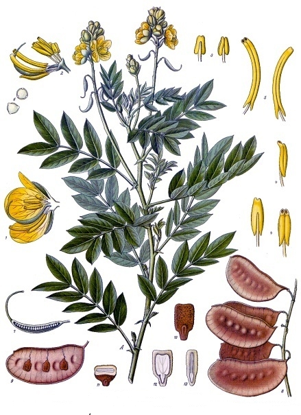 Ilustração botânica da planta sene