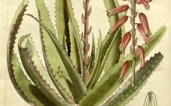 Ilustração botânica da planta babosa