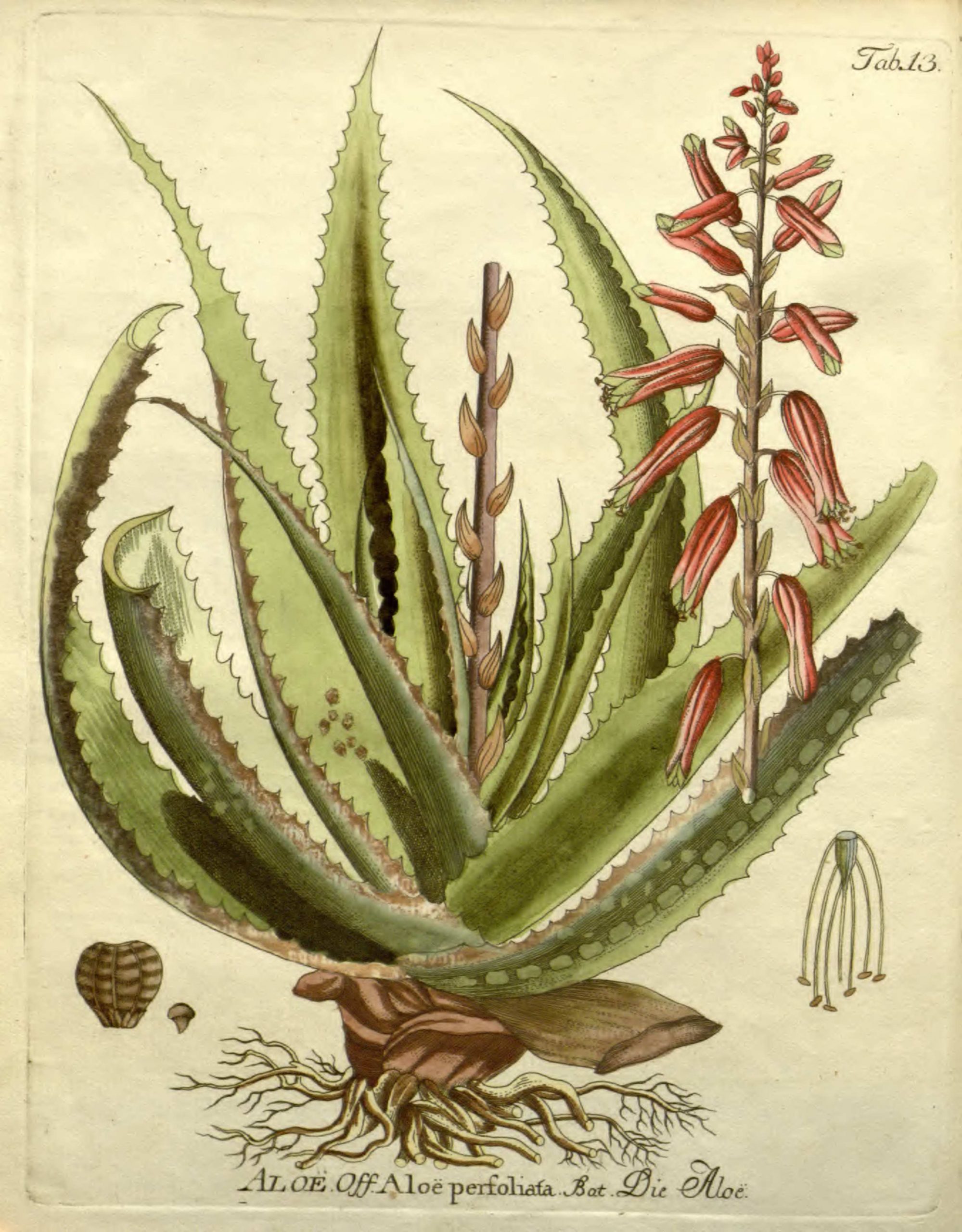 Ilustração botânica da planta babosa