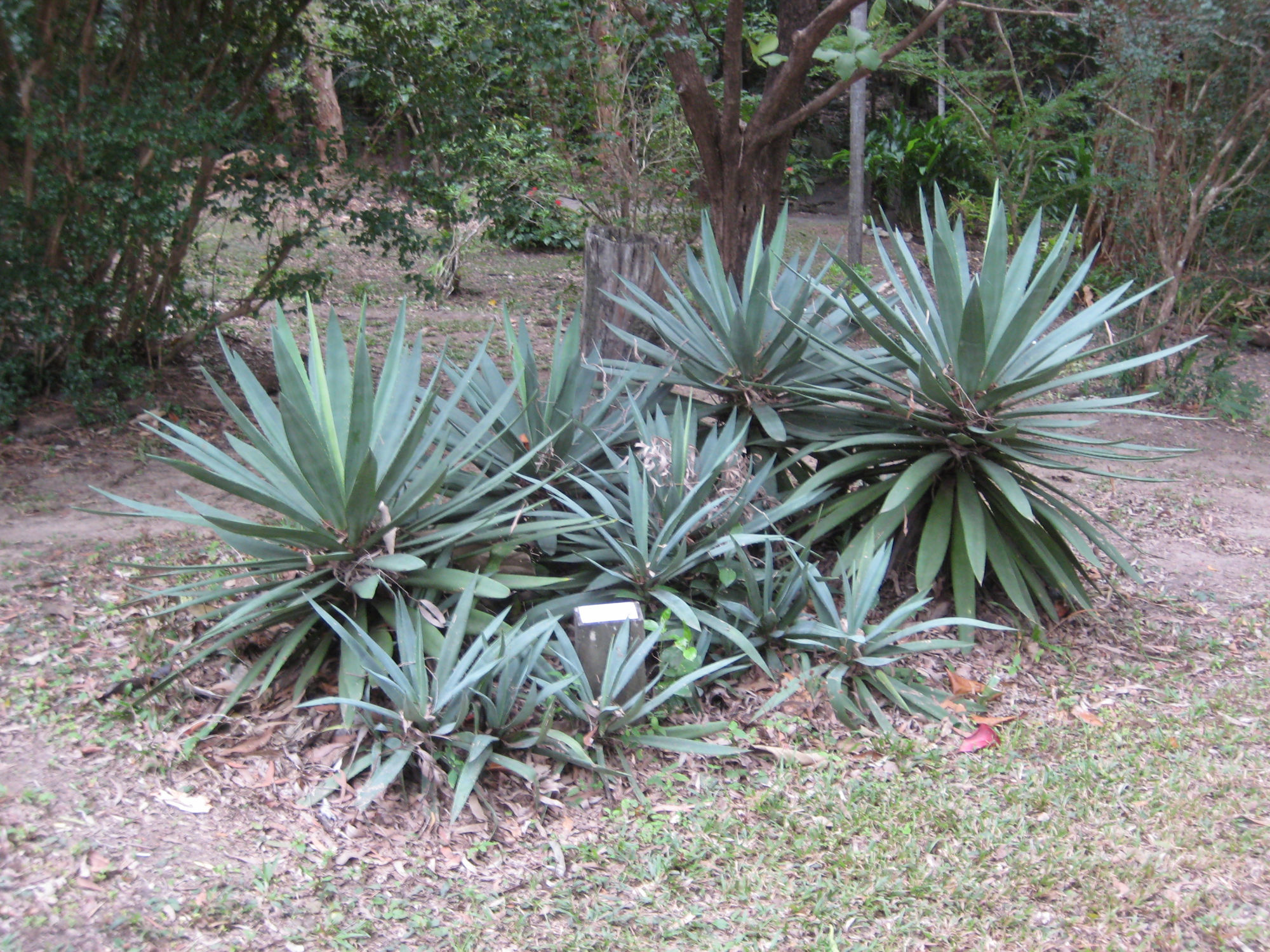 Foto de plantas de Sisal em um jardim