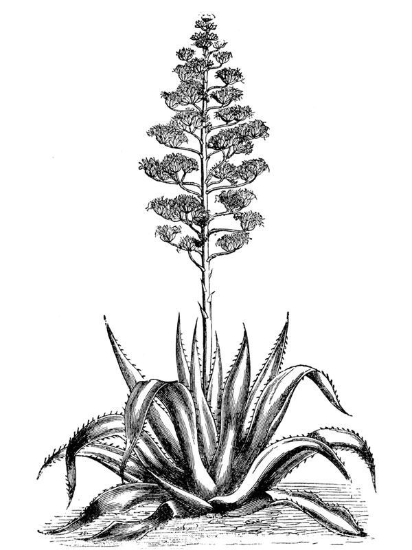 Ilustração botânica em preto e branco da planta Sisal