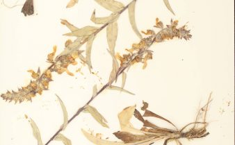 Imagem escaneada do arquivo de um herbário com folhas ressecadas da planta dedaleira e informações escritas sobre ela
