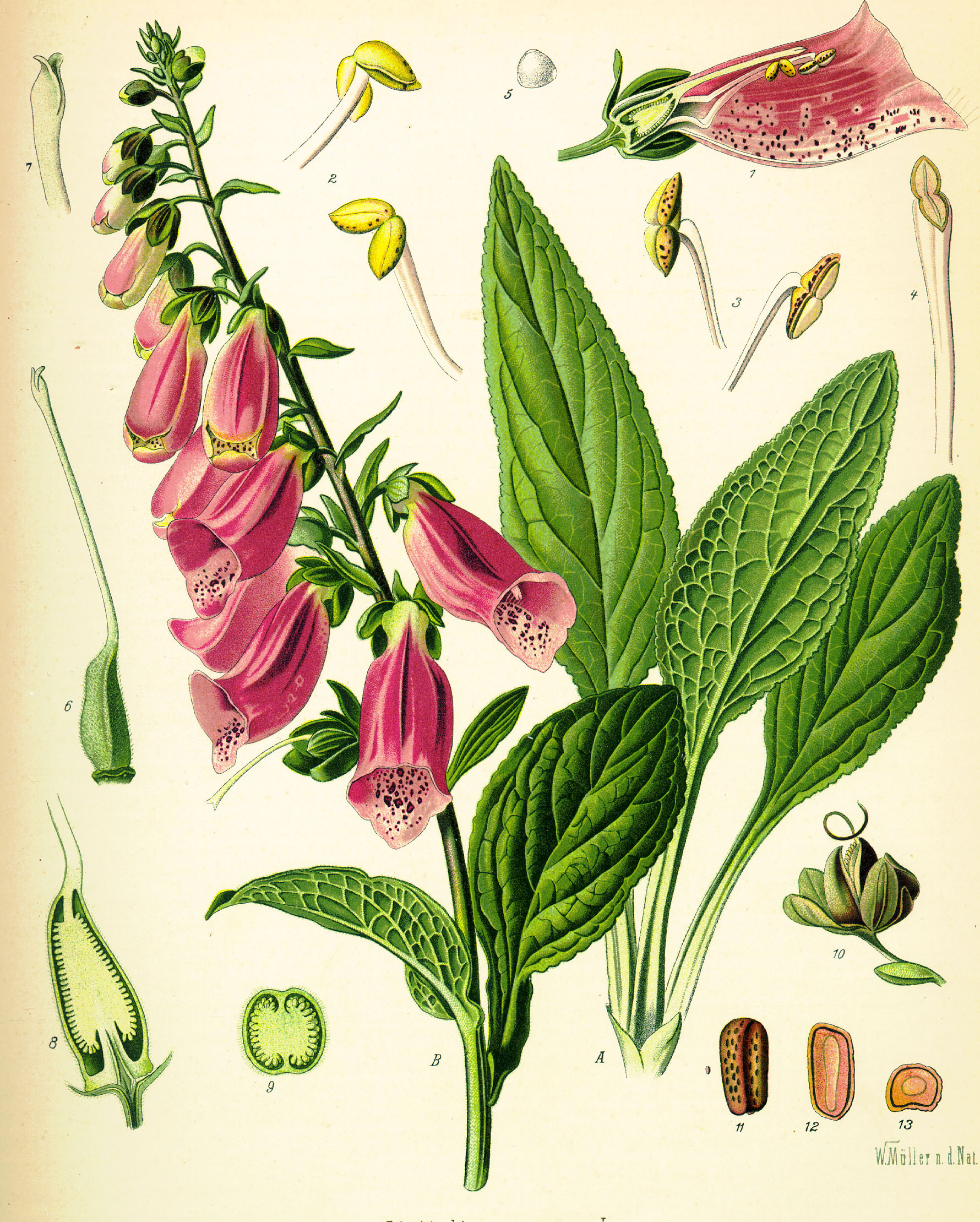 Ilustração botânica da planta dedaleira