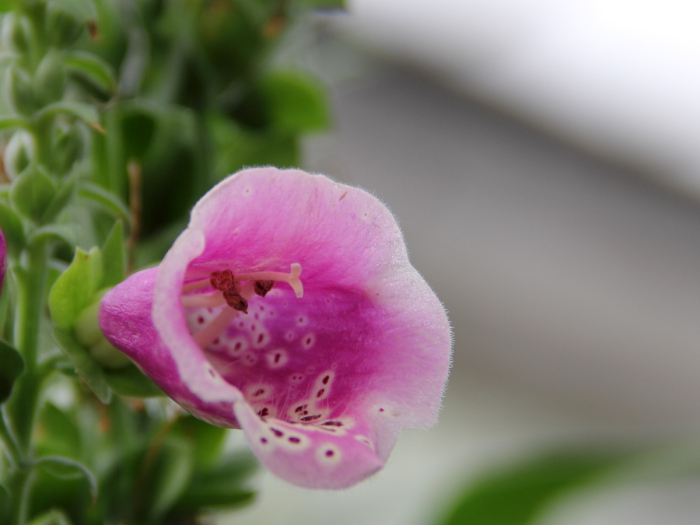 Foto em close de uma flor de dedaleira