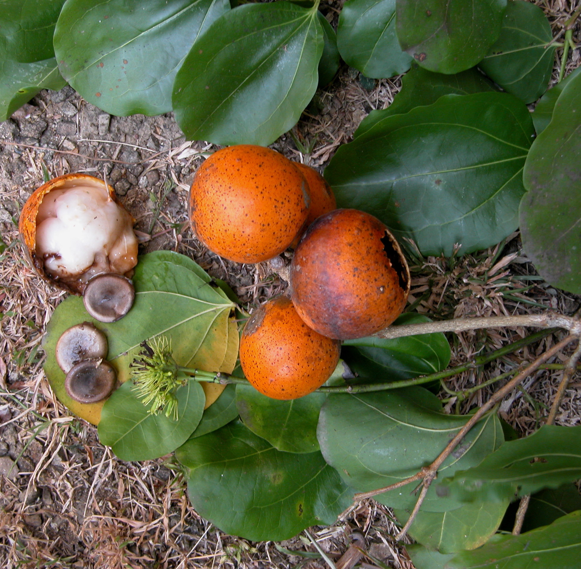 Foto em close de sementes, frutos e ramos da planta noz vômica