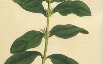 Ilustração botânica de um ramo com flores da planta maria sem vergonha
