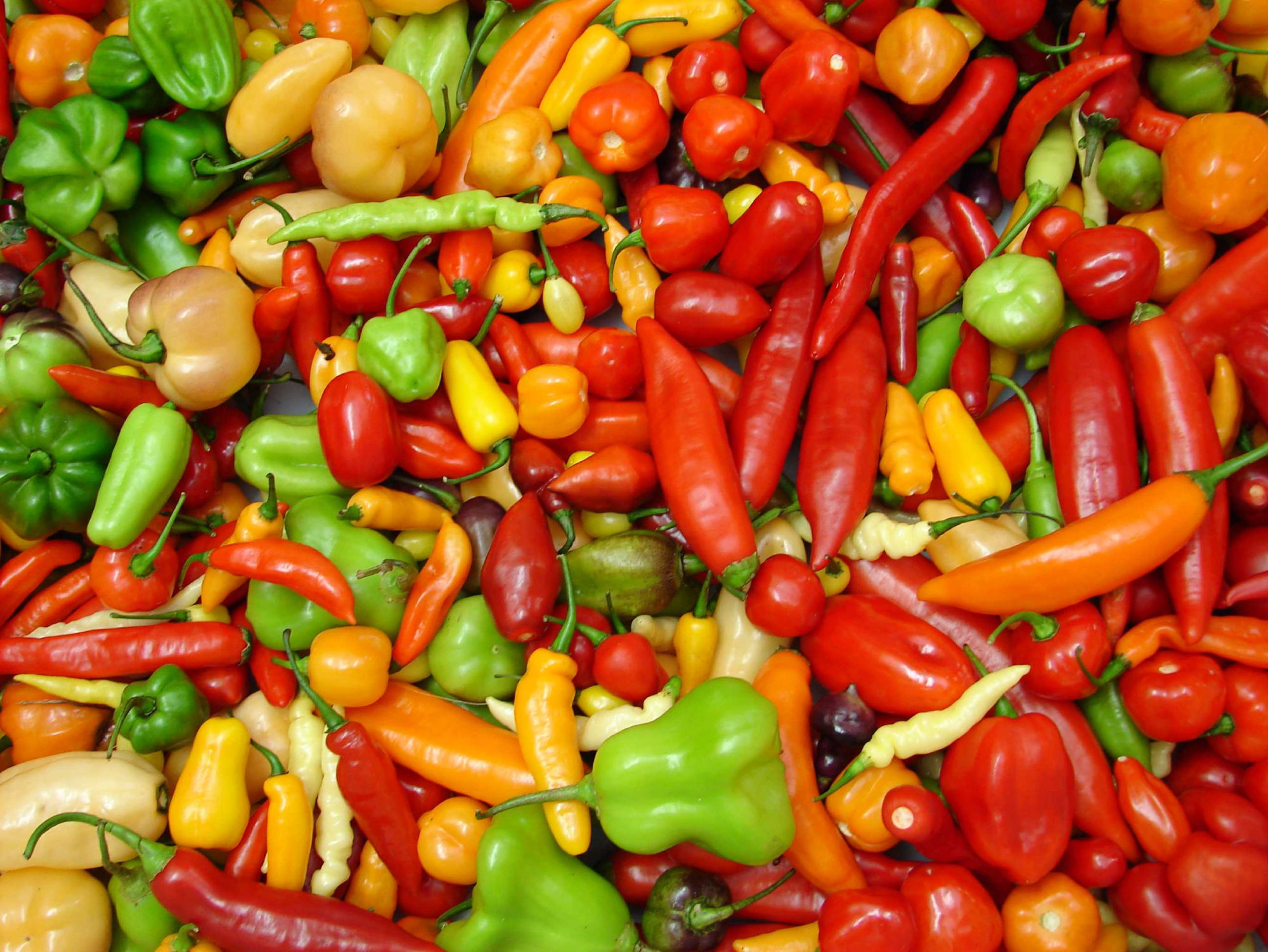 Foto de pimentas do gênero Capsicum nas cores vermelhas, laranjas, amarelas e verdes em diferentes tamanhos e formatos