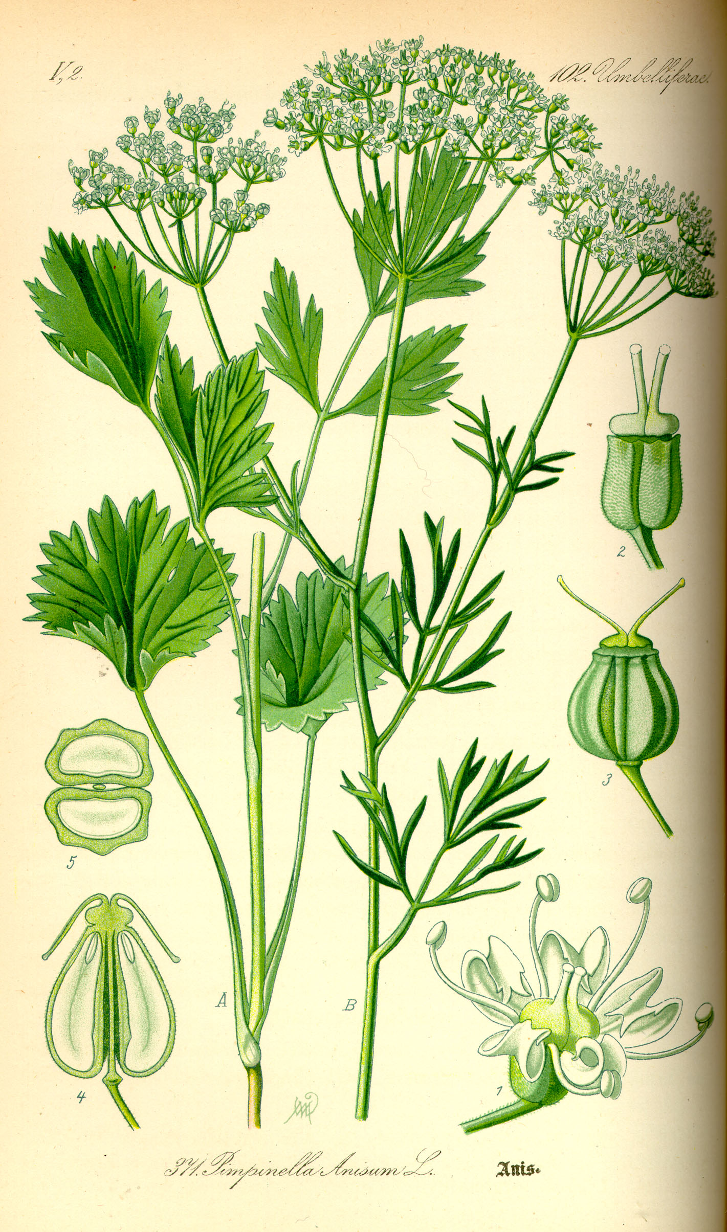 Ilustração botânica da planta erva-doce ou anis, como também é conhecida