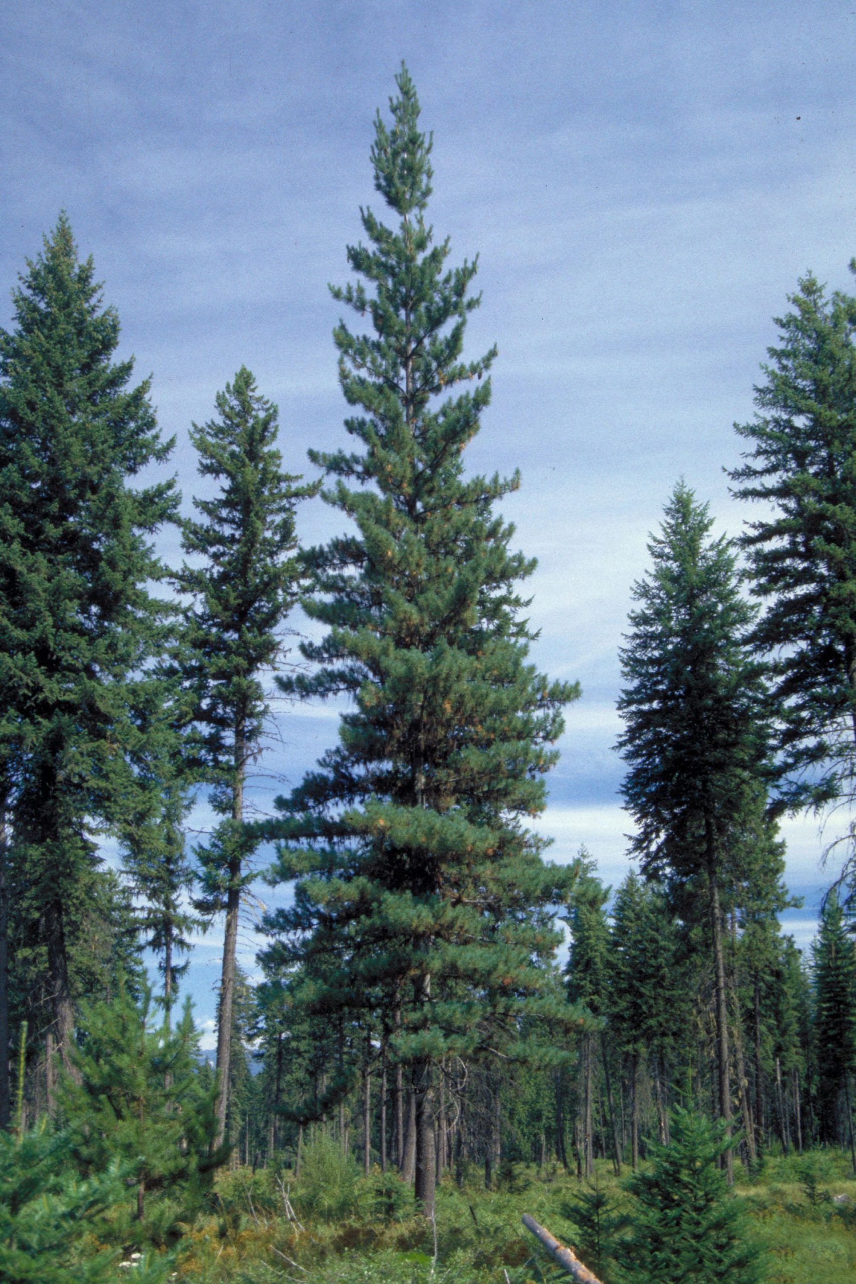 Foto de uma área verde com vários pinheiros e sob um céu azul com nuvens brancas