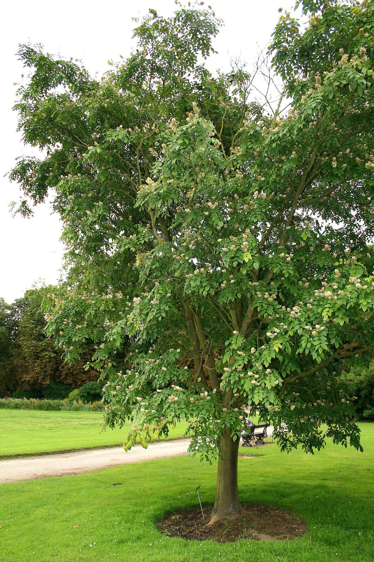 Foto da árvore de maachia amurensis em um jardim
