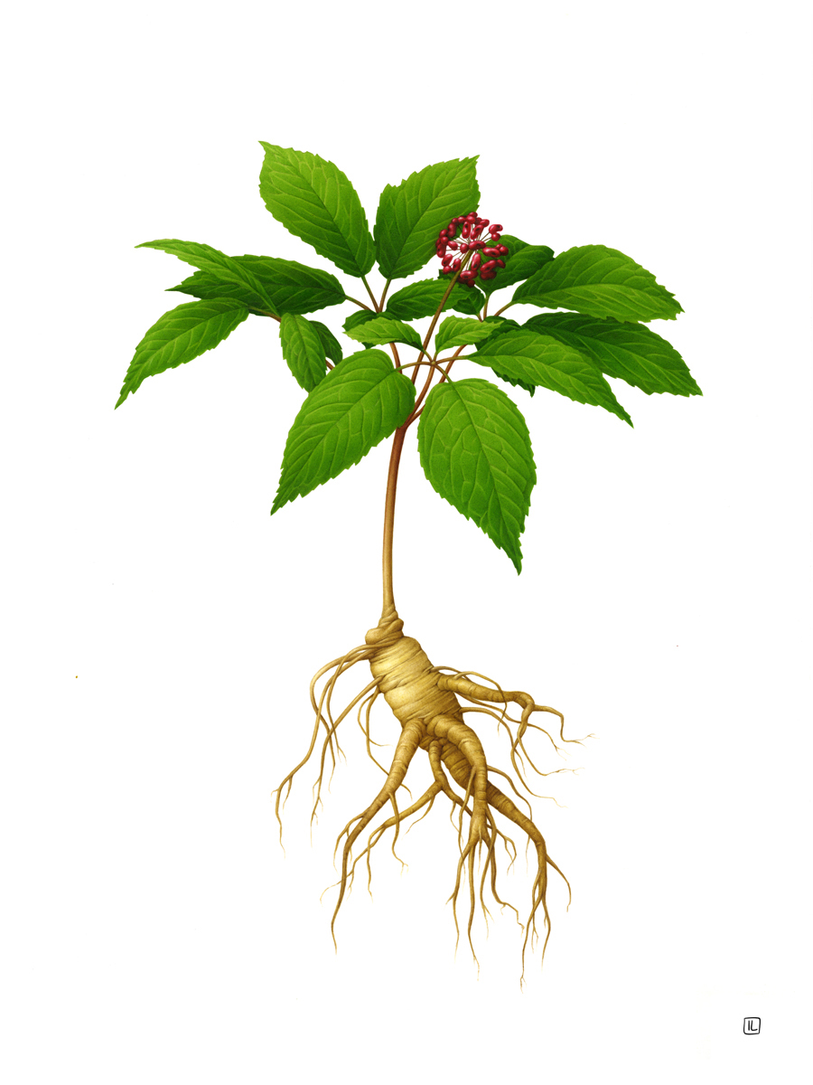 Ilustração botânica da planta ginseng