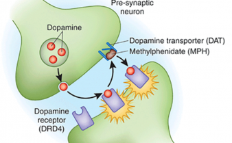 Ilustração do bloqueio do transportador de dopamina pela Ritalina em neurotrasmissores.