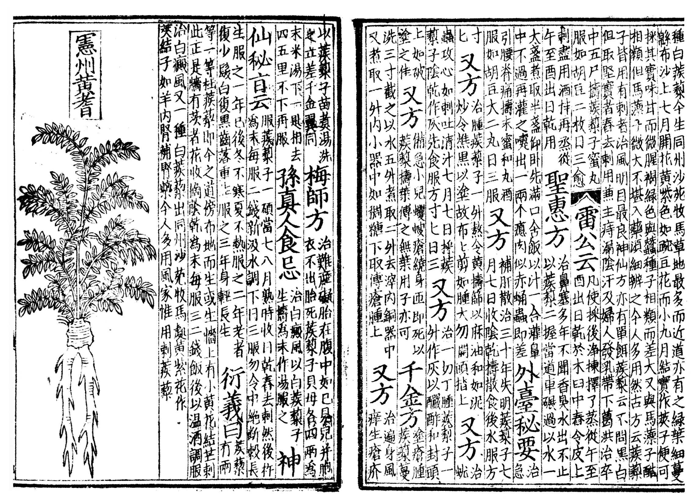 Digitalização de páginas do Pen ts'ao, de 1249, livro ilustrado sobre ervas medicinais chinesas.