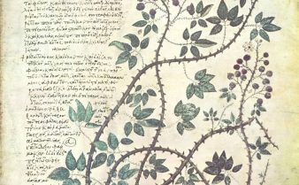 Manuscrito Dioscórides de Viena do século 6 com texto e a ilustração de uma planta.