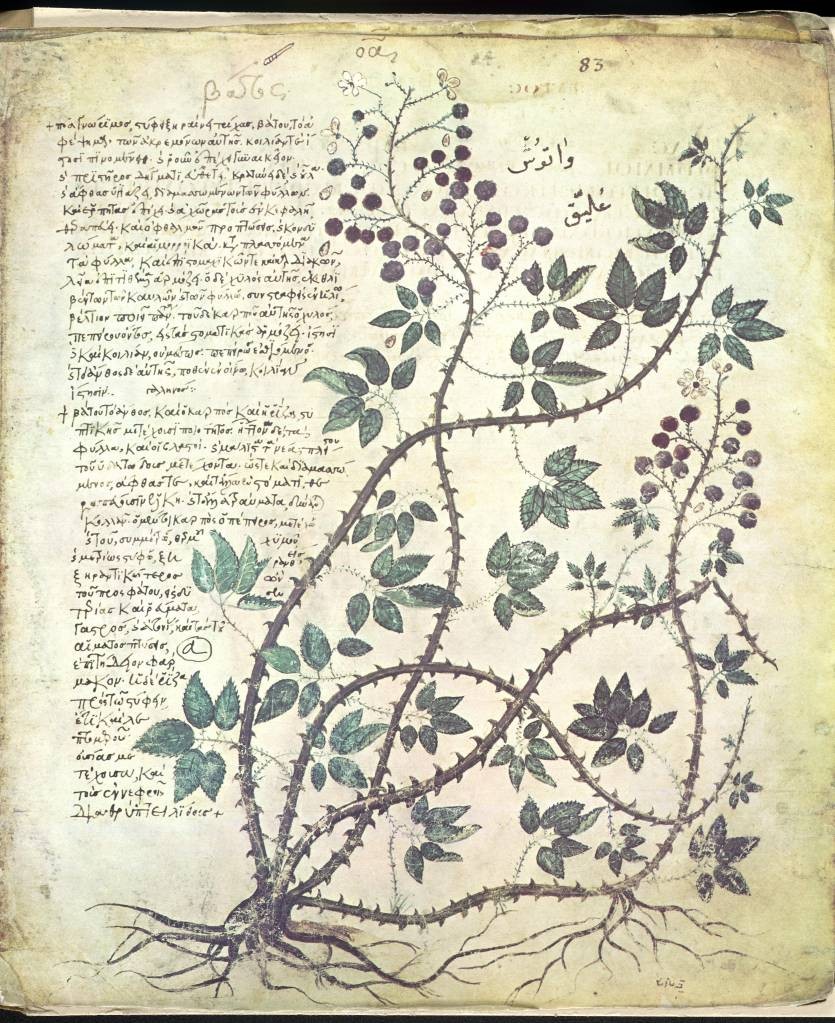 Manuscrito Dioscórides de Viena do século 6 com texto e a ilustração de uma planta.
