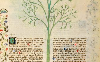 Ilustração da planta gálbano em uma edição do fim do século 14 do livro Historia Plantarum.
