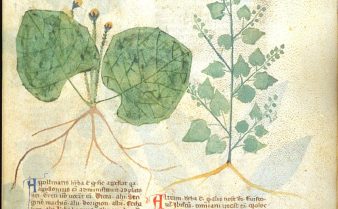 Digitalização de páginas do livro Antidotarium Nicolai com Ilustração botânica de uma planta.