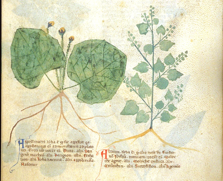 Digitalização de páginas do livro Antidotarium Nicolai com Ilustração botânica de uma planta.