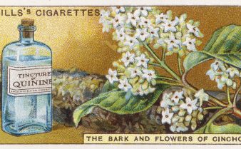 Arte de anúncio antigo e colorido do produto Tincture of Quinine em um frasco azul ao lado de pequenas flores brancas. Há o texto: “Wills’s cigarettes. The bark and flowers of chinchona”.
