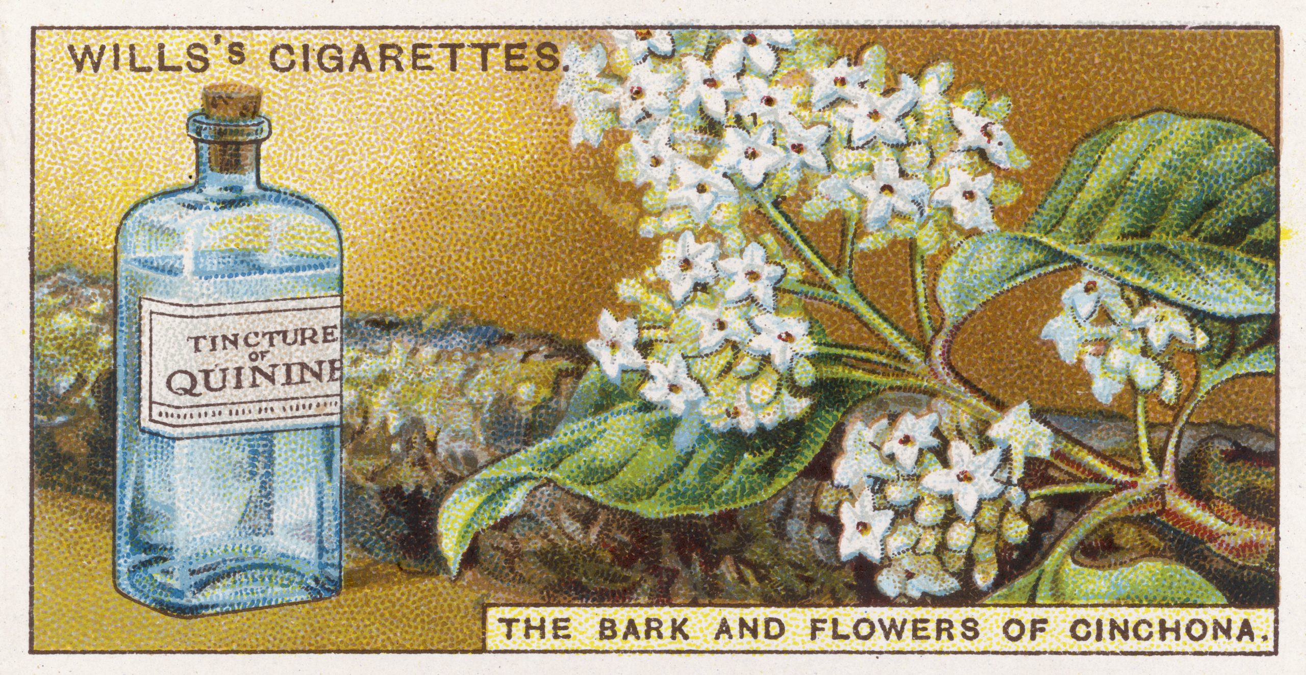 Arte de anúncio antigo e colorido do produto Tincture of Quinine em um frasco azul ao lado de pequenas flores brancas. Há o texto: “Wills’s cigarettes. The bark and flowers of chinchona”.