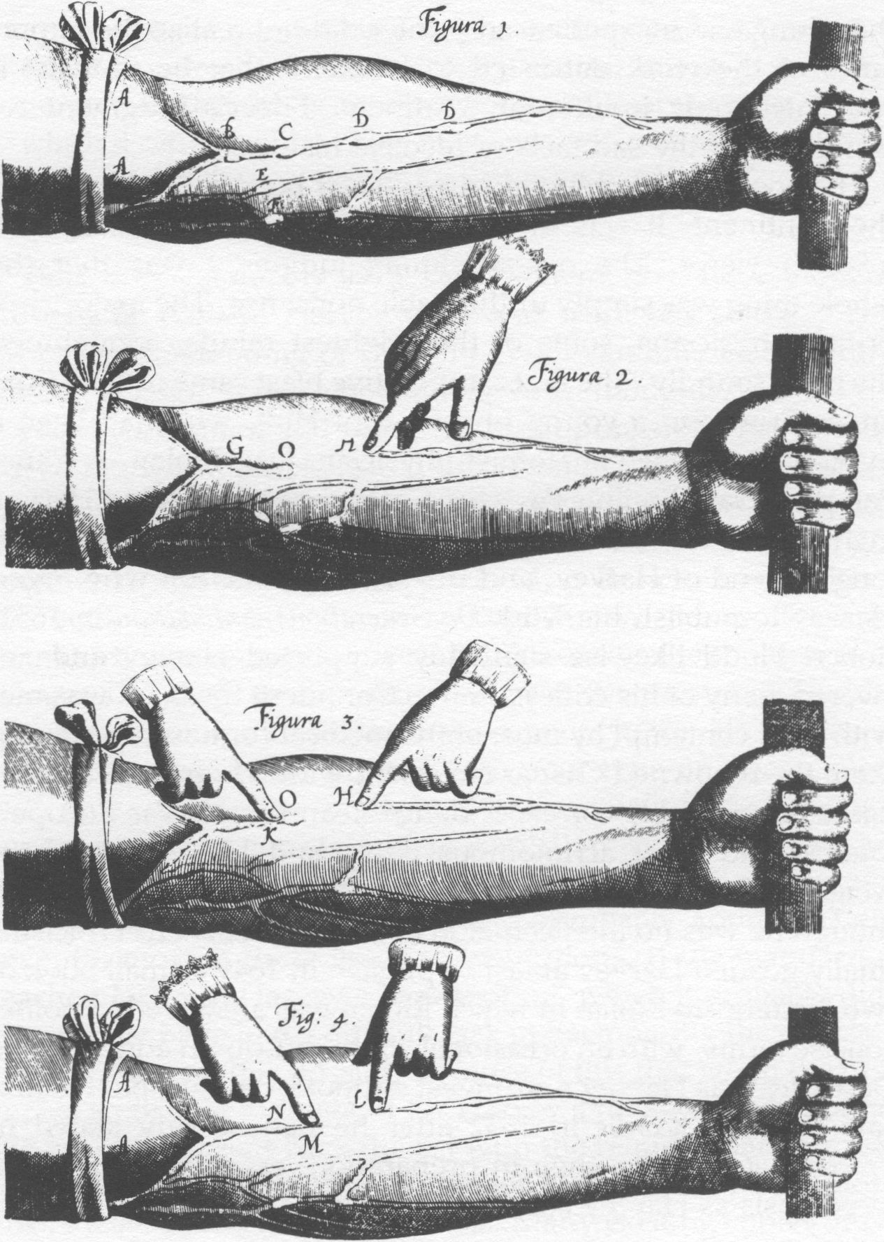 Ilustração em preto e branco do experimento do médico britânico William Harvey sobre as válvulas venosas. Há um braço com a marcação de diversas veias e desenhos de mãos que apontam para elas.
