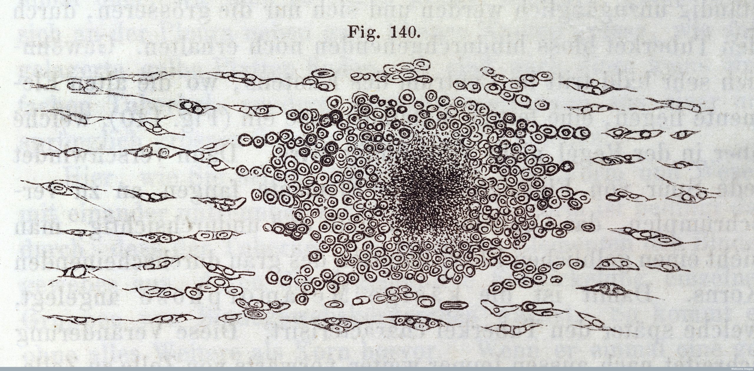 Digitalização da ilustração em preto e branco da teoria celular de Rudolf Virchow.